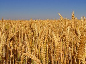 Münir Derman Anlatıyor: Buğday